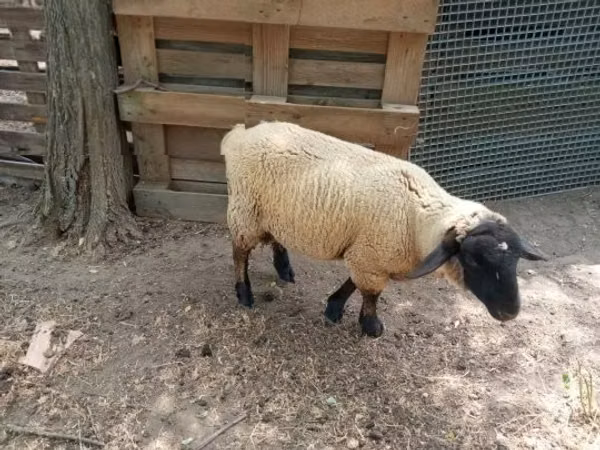 Baran, White Suffolk sheep