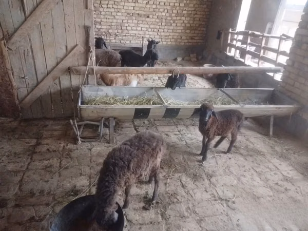 Ovejas (lote, sexo no especificado), Ovejas