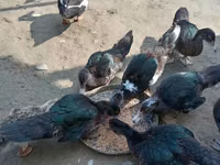 Ducks — photo 1
