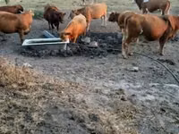 ძროხა, Simmental cattle — ფოტო 1
