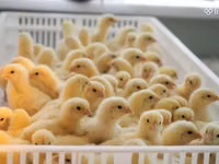 Chickens — Foto 1