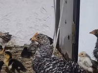 Chickens — foto 4