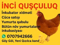 Chickens — Foto 1