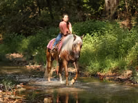 Cheval, Quarter Horse — photo 2