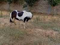 حصان, Miniature horse — الصورة 2