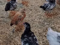 Chickens — foto 5