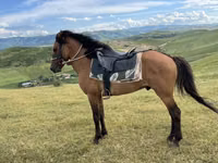 ცხენი, Azerbaijan horse — ფოტო 2