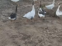 Geese — Foto 6