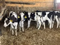Touro, Russian Black pied cattle — foto 7