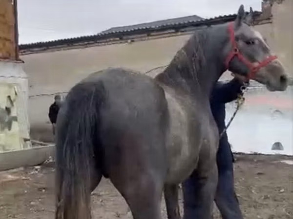 حصان, Orlov Trotter