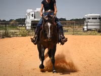 雄馬, Quarter Horse — 写真 4
