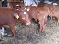Bulle, Simmental cattle — Foto 2