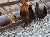 Chickens — foto 2
