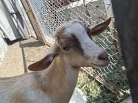 ஆண் வெள்ளாடு, Alpine goat — புகைப்படம் 1