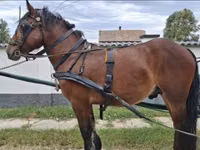 Caballo, Caballos — foto 2
