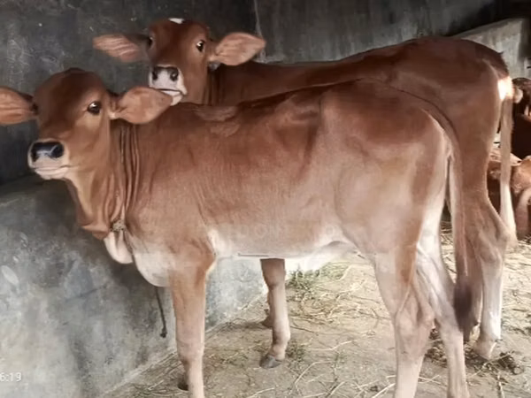 Sigir, Brahman