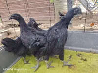 Ayam Cemani — Foto 2