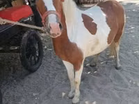 母马, Horses — 照片 2