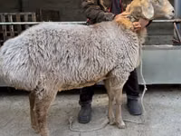 母羊, Arashan sheep — 照片 1