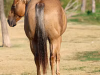 雄馬, Quarter Horse — 写真 5