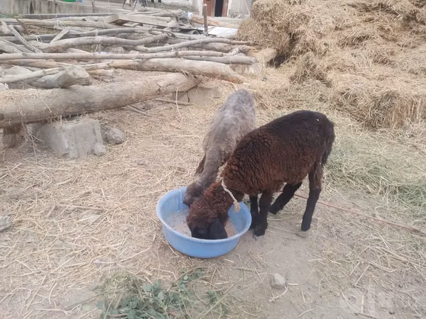 Ovejas (lote, sexo no especificado), Ovejas