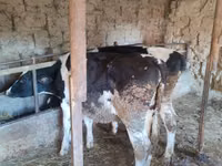 Kuh, Holstein-Rasse — Foto 3