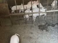 Säue, Schweine — Foto 4