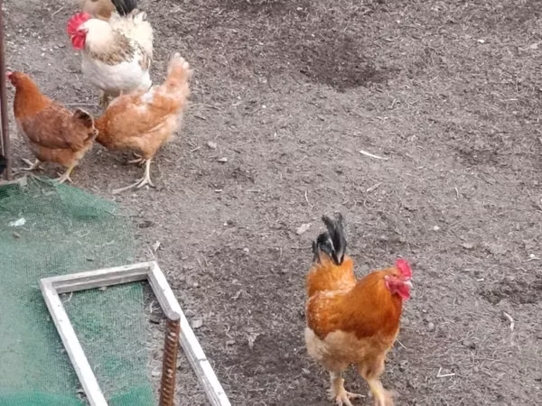 Chickens — Arménie