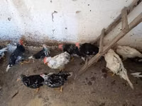 Chickens — புகைப்படம் 8