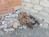 Chickens — zdjęcie 6