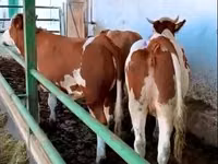 雌牛, Simmental cattle — 写真 1