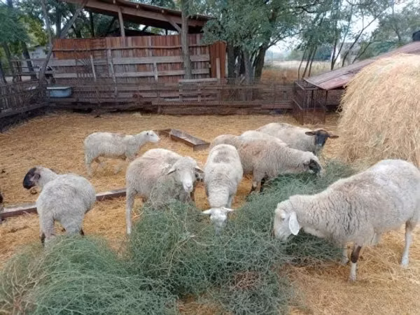 Ram, Sheep
