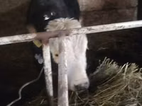 காளை, மாடுகள் — புகைப்படம் 6