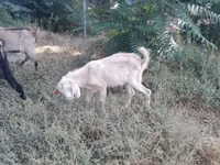 Ziege, Nubian Goat — Foto 2