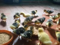 Ducks — zdjęcie 5