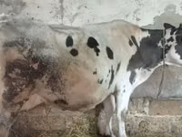 Bydło (partia, płeć nieokreślona), Russian Black pied cattle — zdjęcie 3