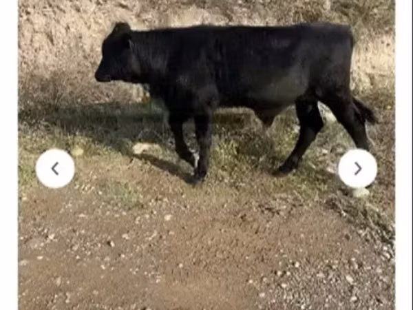 Taureau, Aberdeen-Angus