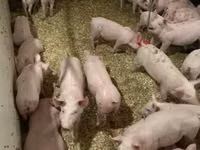 Porcs (lot, sexe non indiqué) — photo 3