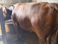 Bull, Cattle — photo 3
