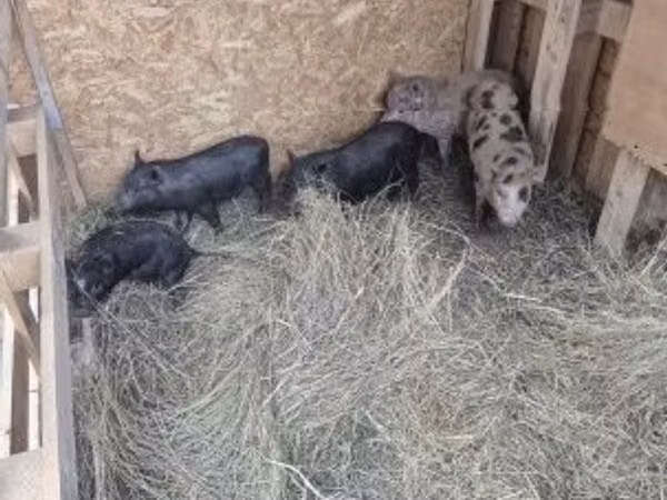 Domuzlar (parti, cinsiyet belirtilmedi), 