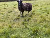 Oveja, Romanov sheep — foto 6