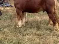 Айғыр, Suffolk Punch — 6-сурет