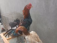 Chickens — photo 2