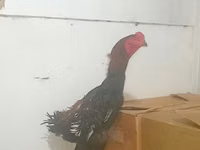 Shamo chickens — foto 3