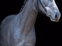 Cavalo, Cavalos — foto 3