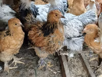 Brahma — foto 1