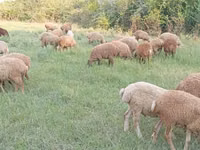 أغنام (دفعة، الجنس غير محدد), الأغنام — الصورة 2