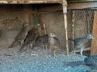 Guinea fowl — 写真 4