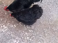 Chickens — Foto 2
