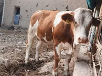 Buqa, Simmental cattle — 1-rasm